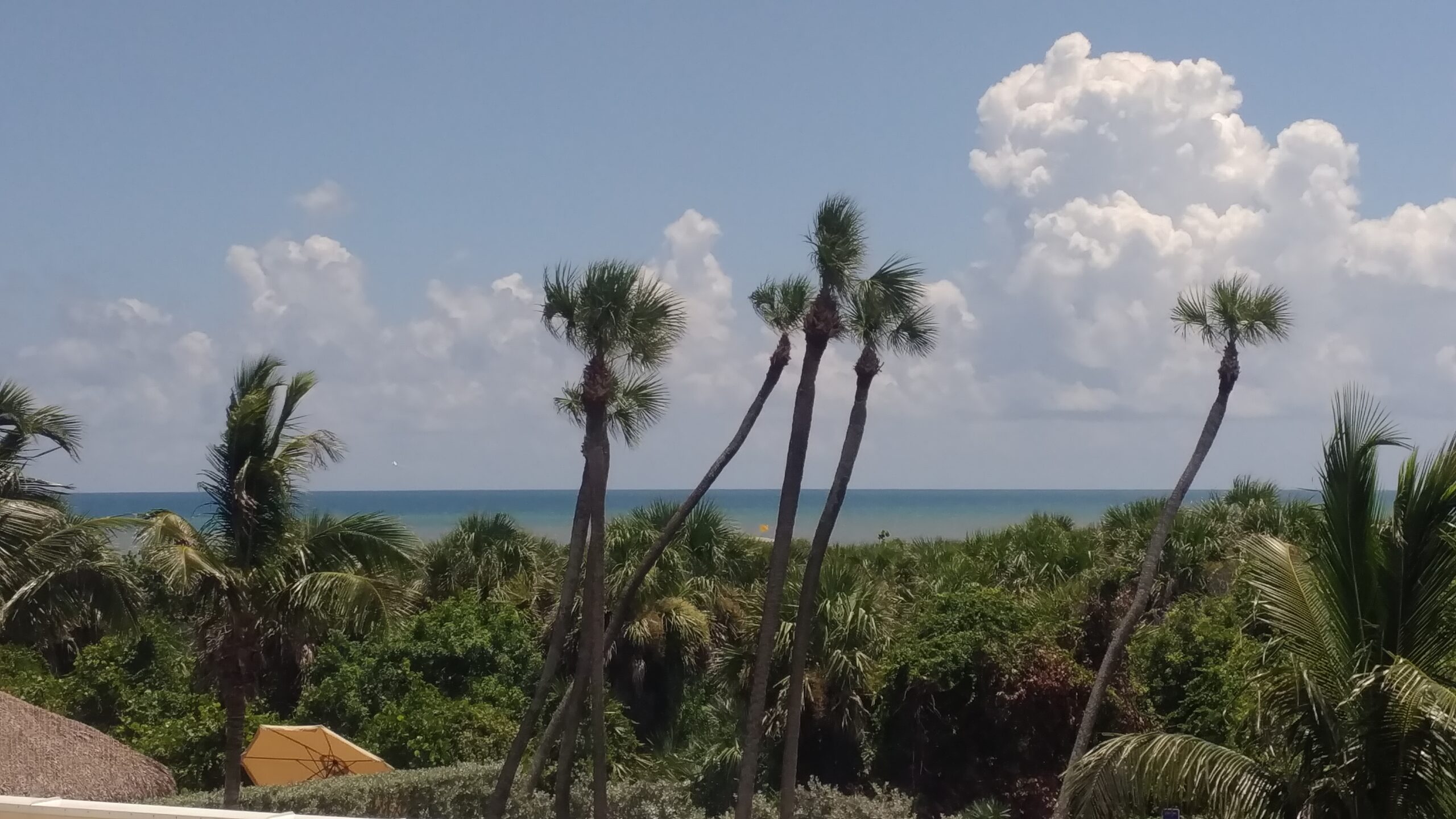 palm trees on the beach